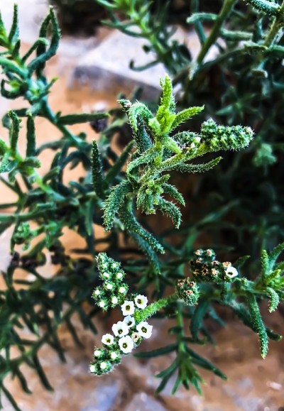 小白花