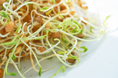 鲜扁豆发芽