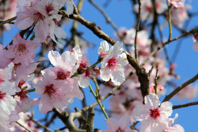 日本樱花