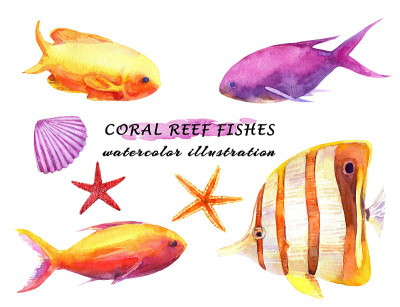 水彩斑斓的珊瑚礁鱼类，海星和软体动物。