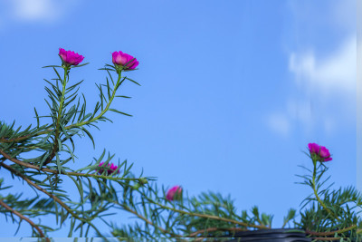 马齿苋或玫瑰的花