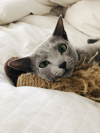 淡蓝色的猫