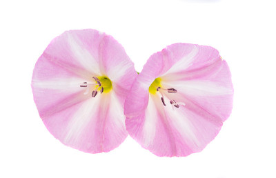 旋花类花孤立