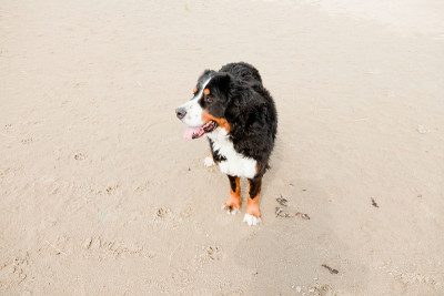 快乐嬉戏的berner sennen狗户外沙丘景观。