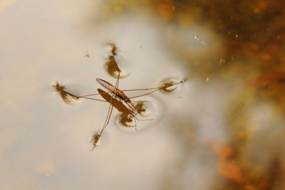 水黾。