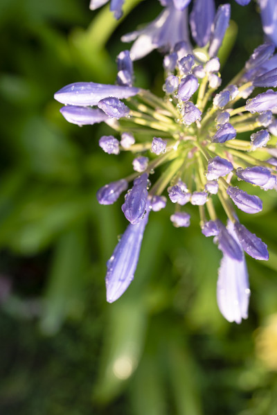 Agapanthus，一种南非蓝百合花