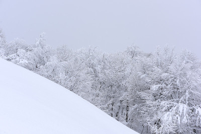 雪树