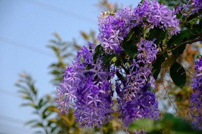 彼特拉在开花