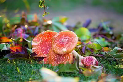 花园里的鹅膏菌，有毒的蘑菇