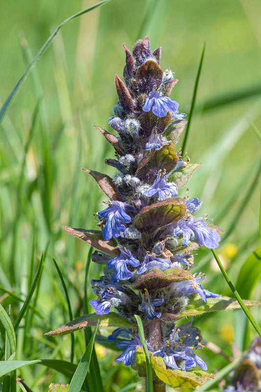 号角 (ajuga reptans) 花