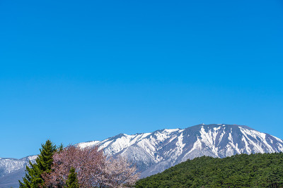 美丽的自然景观，雪山为背景，森林和绿色的草原为前景