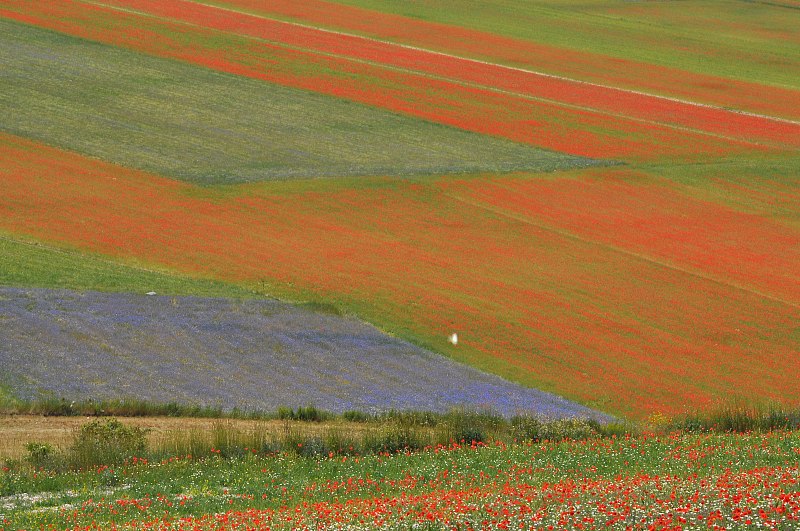 诺尔恰Castelluccio di Norcia平原自然景观