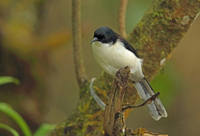 Dark-backed Sibia