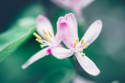 美丽的春花宏白花。明亮鲜艳的色彩。自然背景。春天的背景