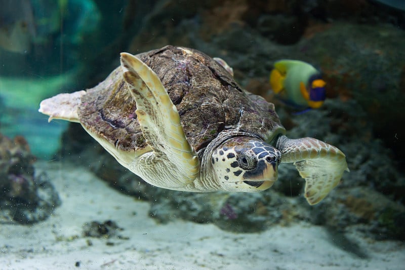 红海龟(Caretta Caretta)。