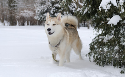 西伯利亚雪橇犬的狗