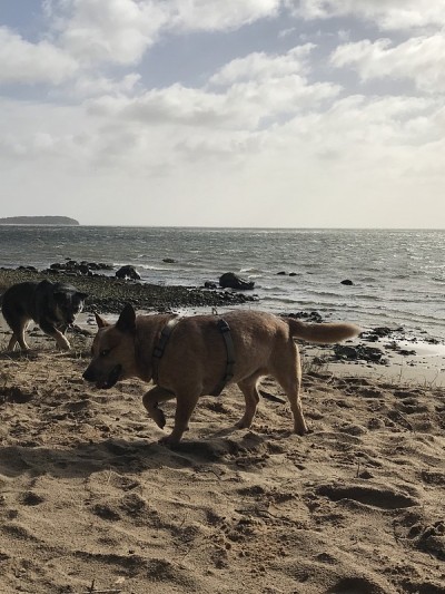 澳洲牧牛犬