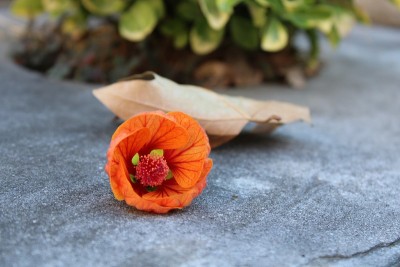 花和自然