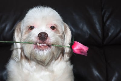 拉萨阿普索犬嘴里叼着一朵花
