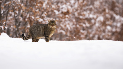 欧洲野猫在冬天站在草地上