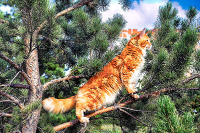 一只红白相间的大缅因猫坐在杉树上。