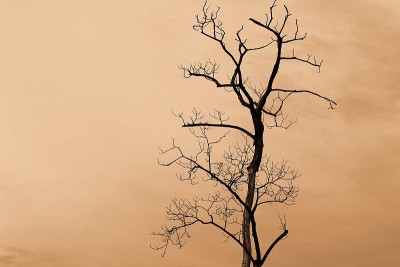 枯树与蓝天