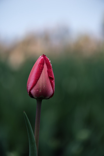 加拿大郁金香节