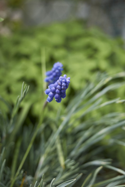 Muscari neglectum