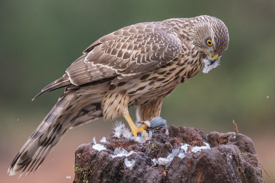 有男子气概，havik，北Goshawk