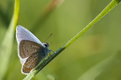 Plebejus argus(灰蝶科)