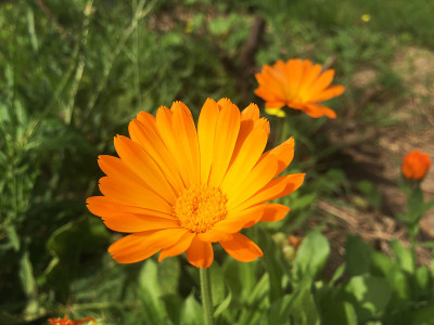 万寿菊,金盏花花