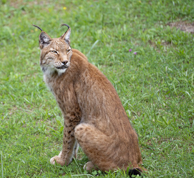 山猫坐在绿色的草地上
