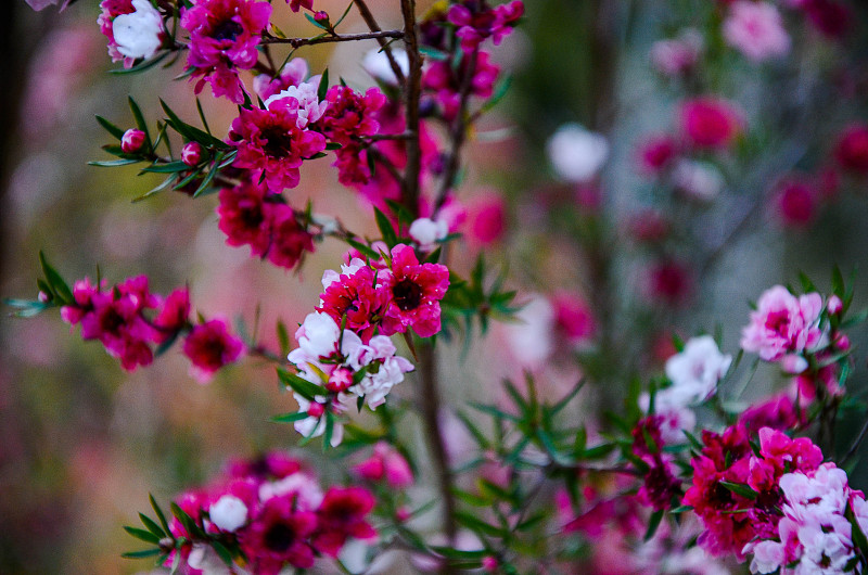 花园里的花棒。