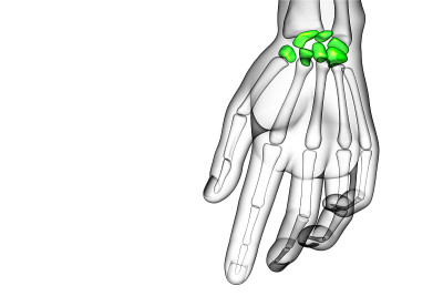 人类腕骨的3d渲染图