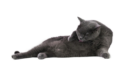 灰猫洗着肚子