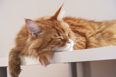 红色缅因猫睡在桌子上