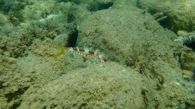 在爱琴海海底有条纹的红鲻鱼或鲻鱼(Mullus surmuletus