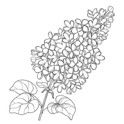 矢量分枝具轮廓丁香或丁香花束和华丽的叶在黑色孤立在白色背景上。