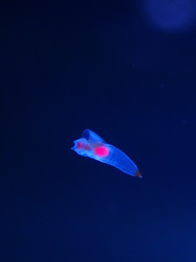 漂冰天使水母科