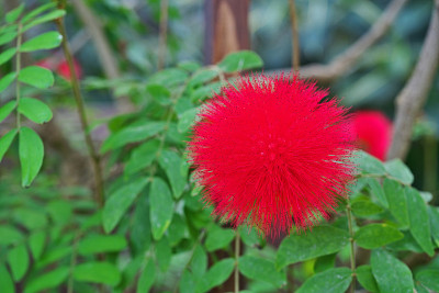 Calliandra haematocephala