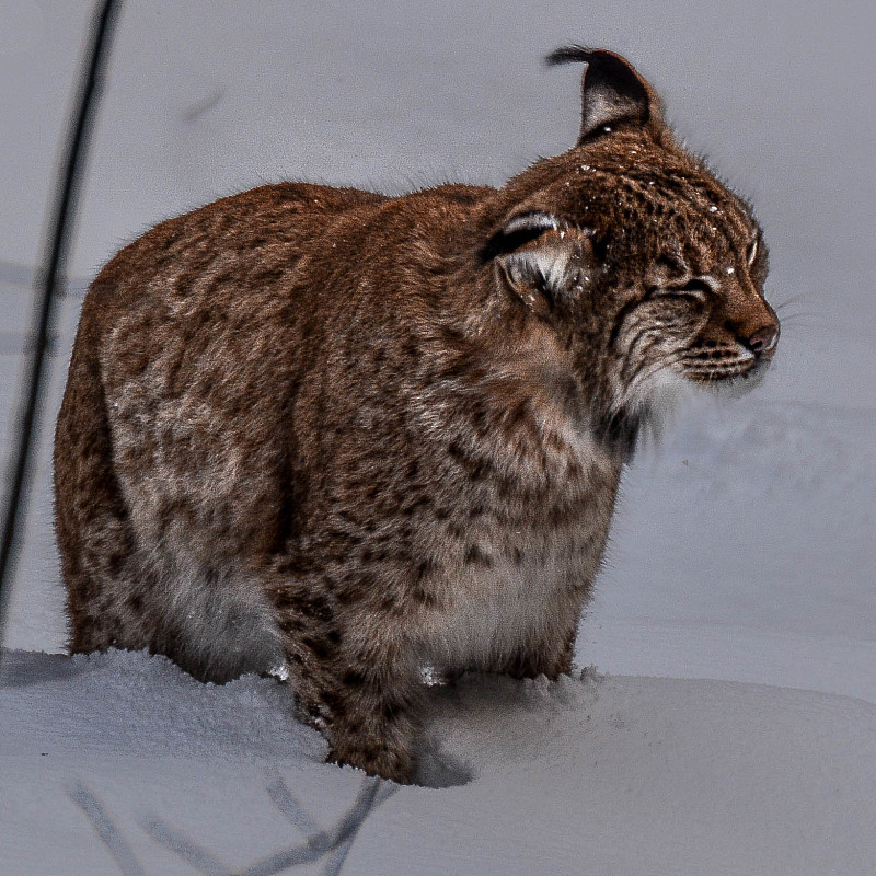 雪地里的欧洲猞猁