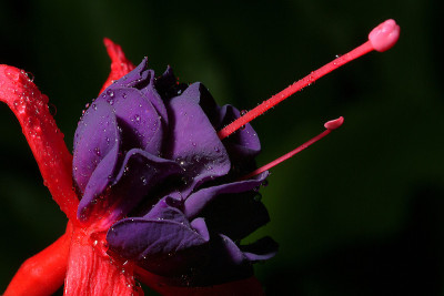 花露