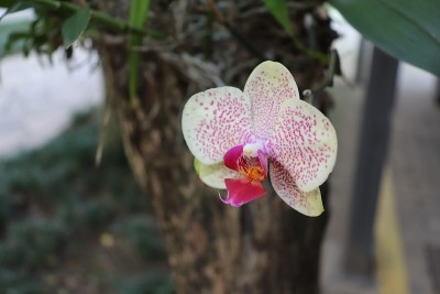 美丽的兰花种植在树上。
