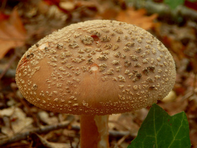 安妮塔Rubescens