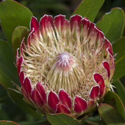 cape-Protea