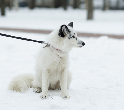 雪地里的白狐狸