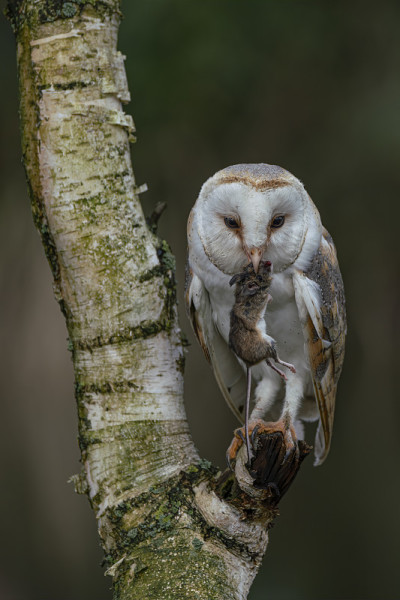 美丽的谷仓猫头鹰(Tyto alba)正在吃老鼠