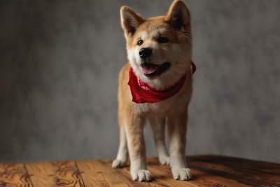 秋田犬站在木板上伸出舌头