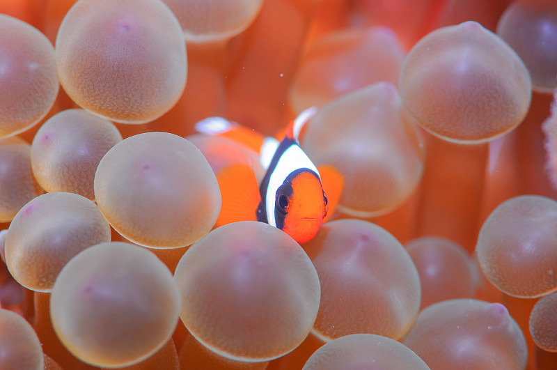 AnemoneFish