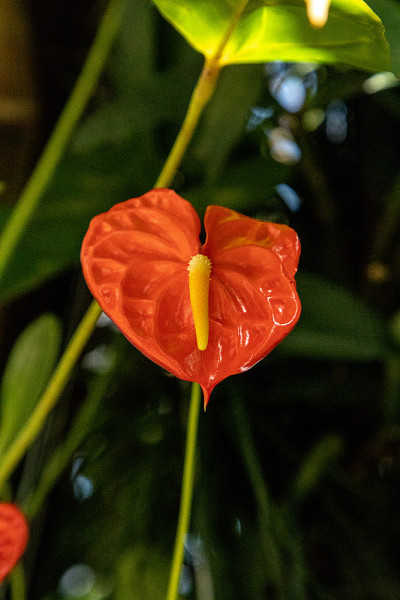 红掌花